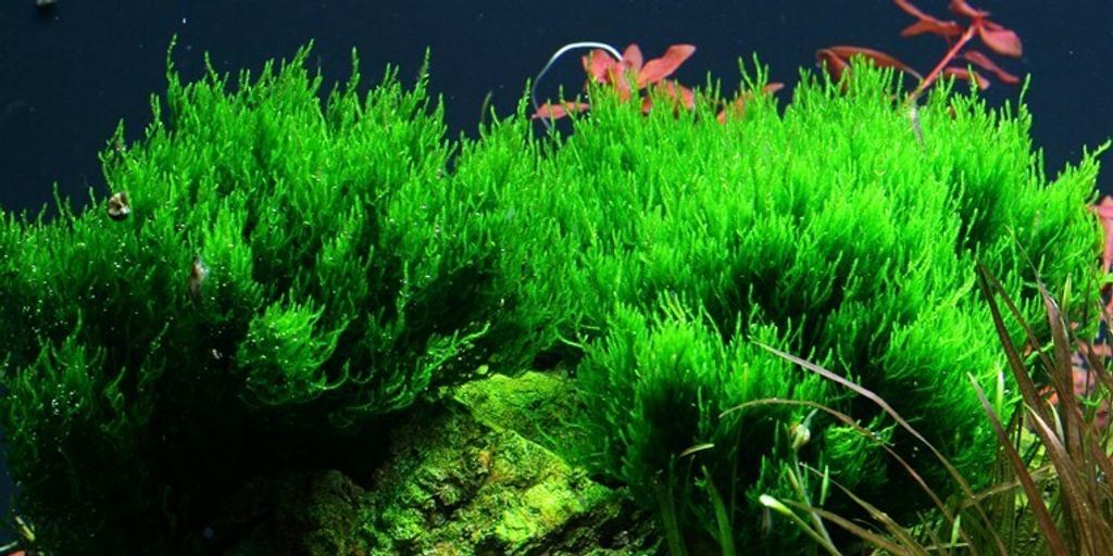 Aquarium Pflanze In Vitro 3x Moos Taxiphyllum 'Flame' Christmas 003H TC Set