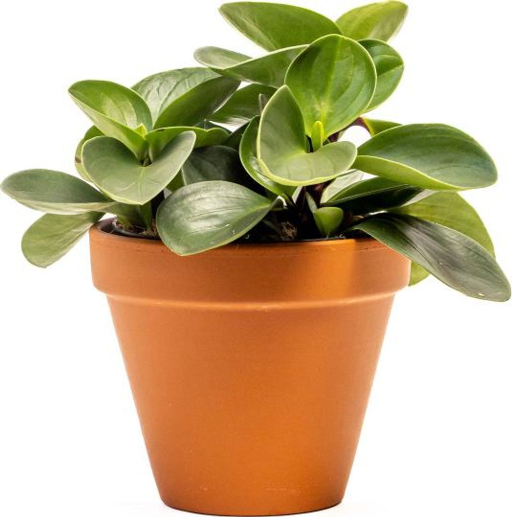 Gardners Peperomia obtusifolia Red Canyon, priemer 12 cm Obrázok produktu 