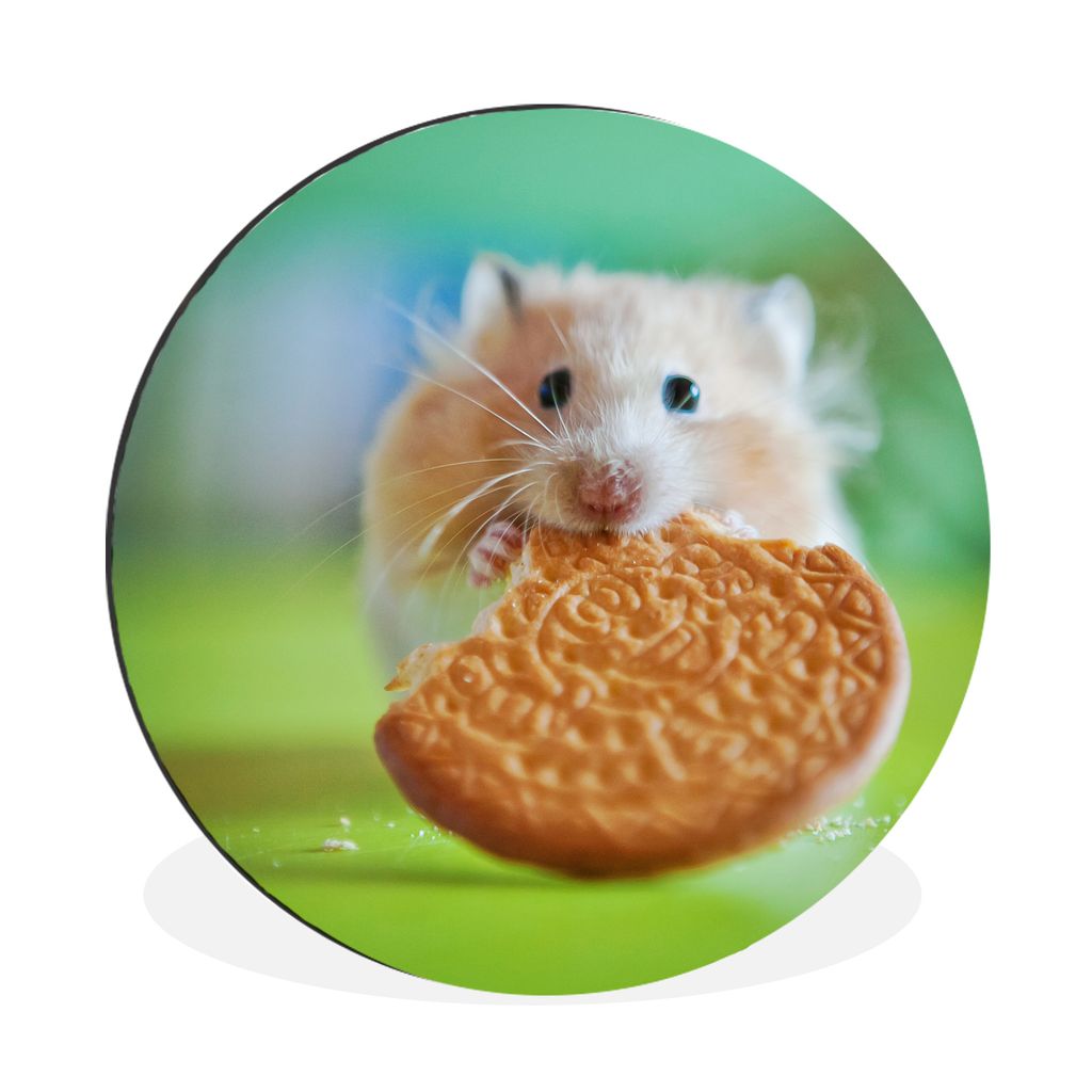 MuchoWow Aluminium Wandkreis Hamster mit einem halb aufgegessenen Keks Ø 60 cm Wanddeko Modern Wohnzimmer - Wand Kreis - Wandbild - Schlafzimmer...