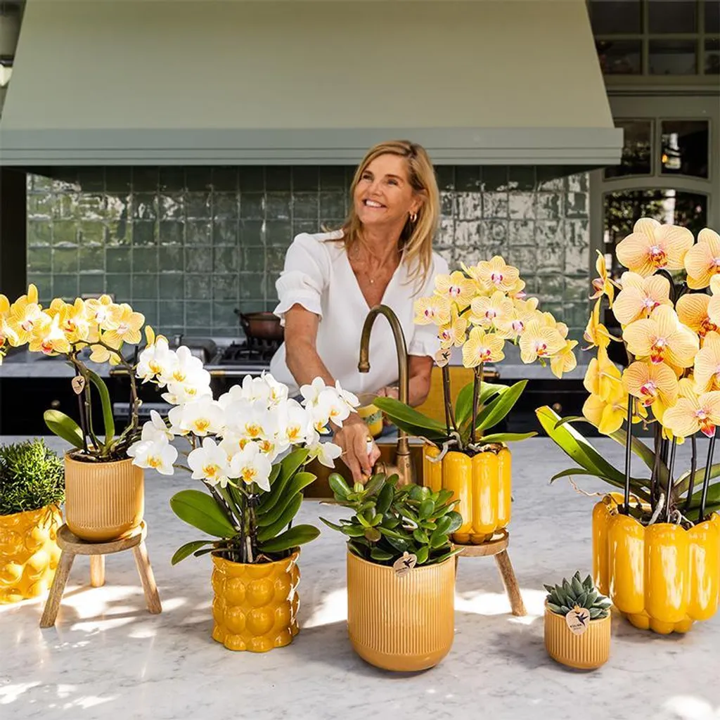 Orchidée fraîche jaune et rose avec cache-pot céramique - Qualité Serre - 4
