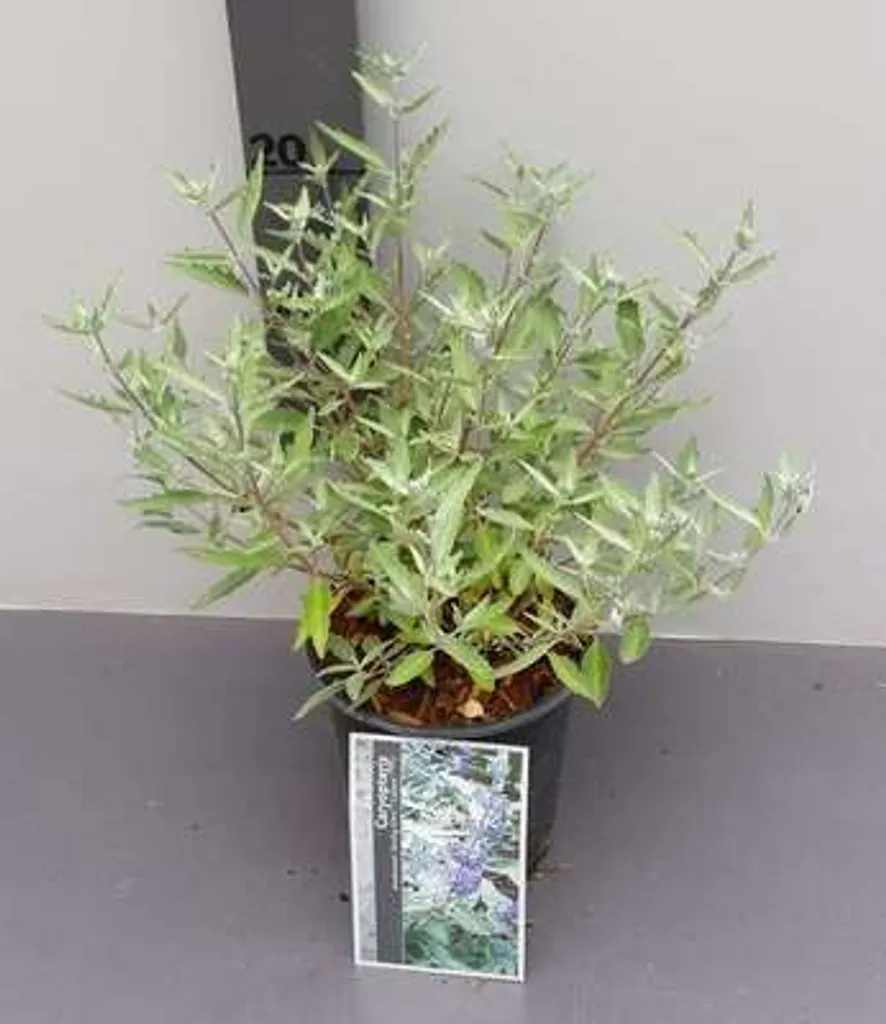 Caryopteris Sterling Silver feuillage argenté et fleurs bleues 30-40 cm