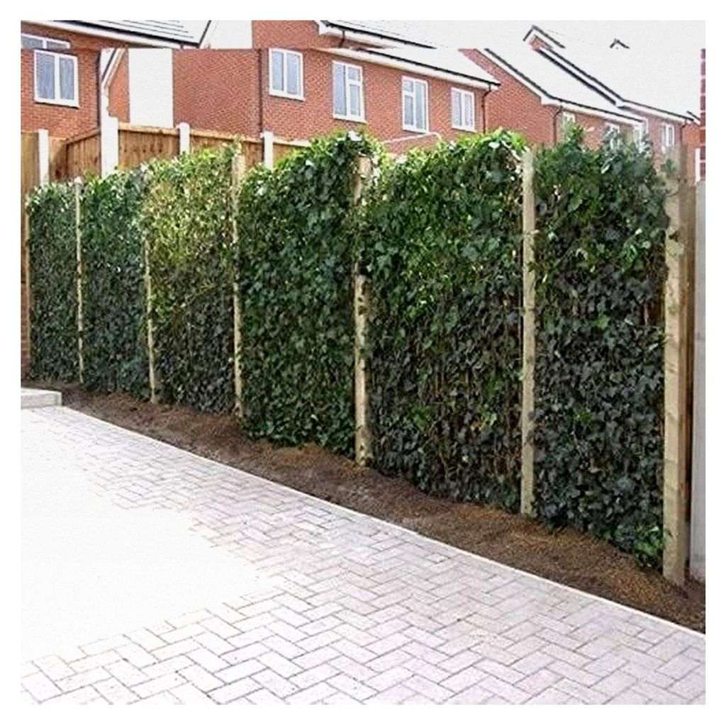 12 Efeu 75-100 cm (Hedera Hibernica): 12 kaufen, 7,5 bezahlen | 12 immergrüne Kletterpflanzen für eine 2 Meter hohe Sichtschutzhecke