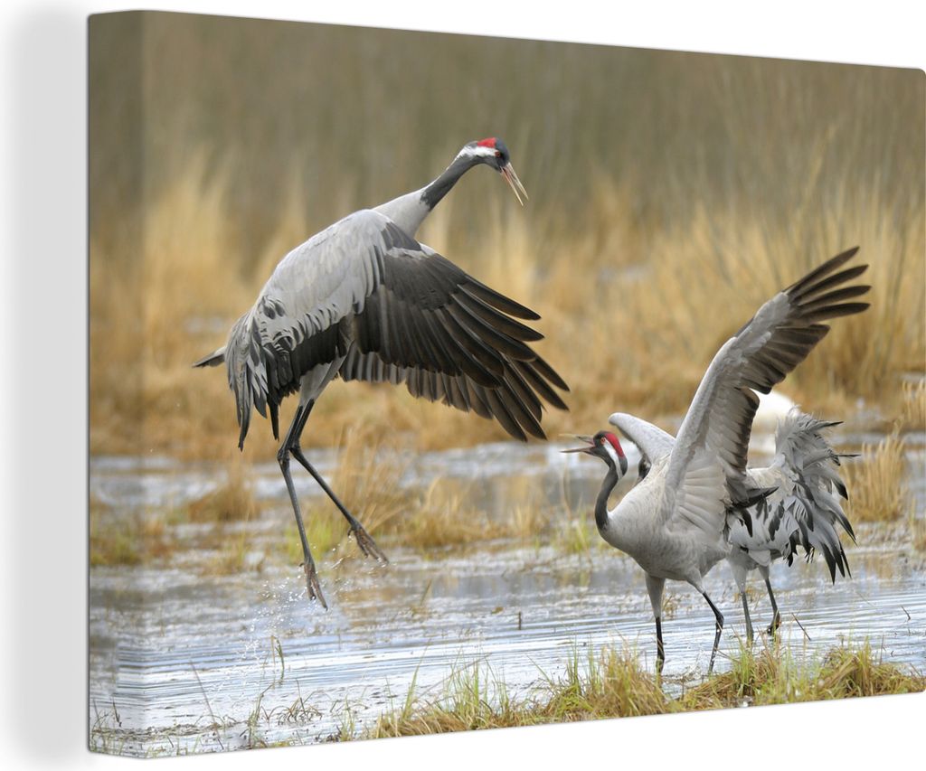 OneMillionCanvasses - Leinwandbilder - 140x90 cm, Europäische Kraniche in flachem Wasser, Wandbilder Kunstdruck Wanddekoration - Foto auf Leinwa...