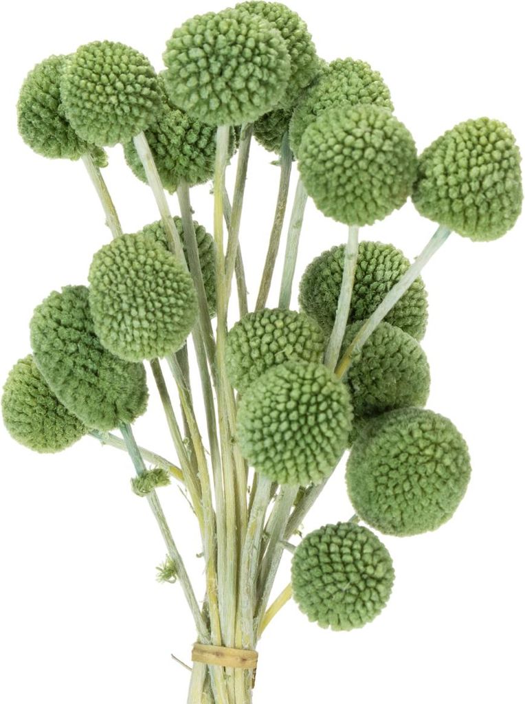 Trockenblumen Craspedia für stilvolle Dekoration und kreative Bastelideen, 20 Stück