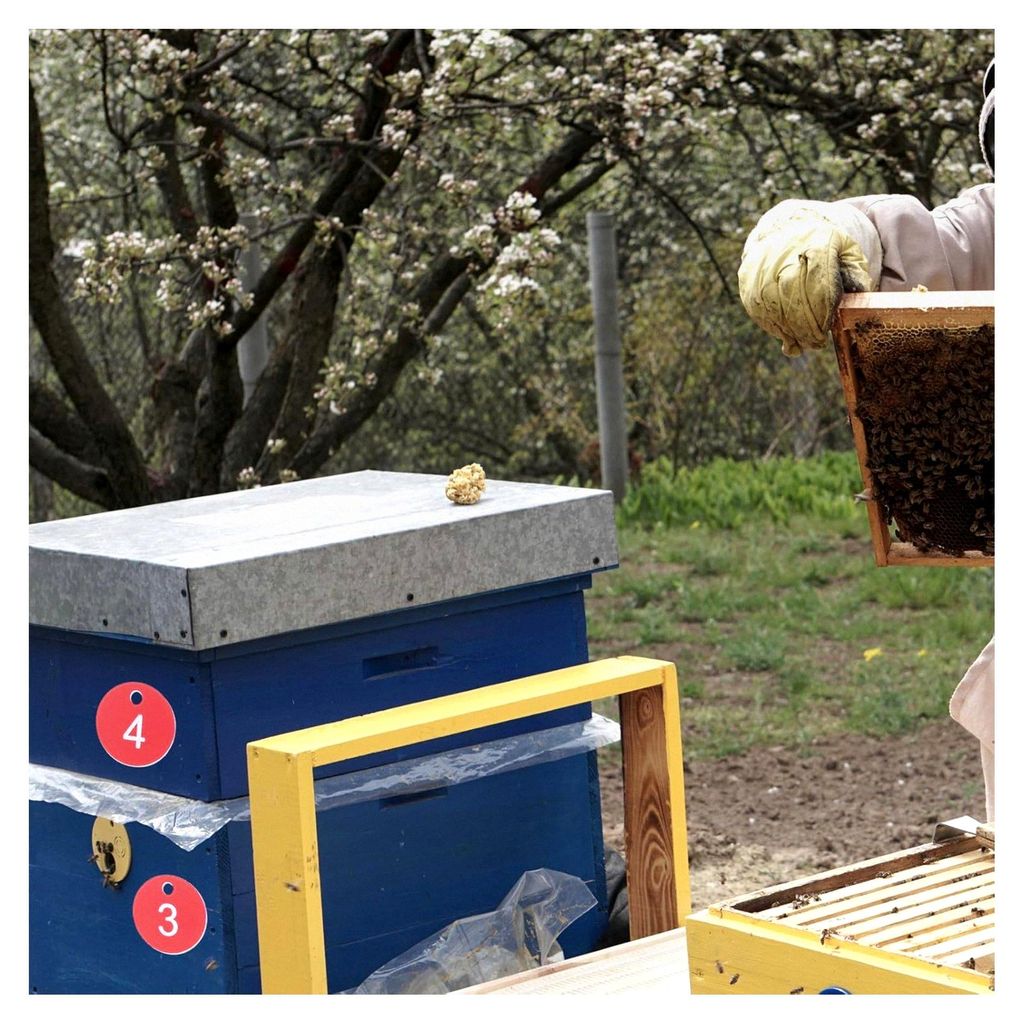Hängende Bienenstocknummernschilder 20 Stück Wiederablösbare Kunststoffetiketten für Imker und Bienenzucht in Zufälligen Farben