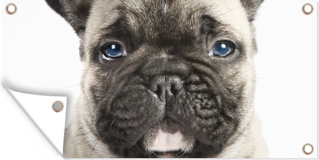 MuchoWow 160x80 cm Outdoor-Poster Gartendeko Sichtschutz Garten Poster für den Garten Porträt eines französischen Bulldoggenwelpen