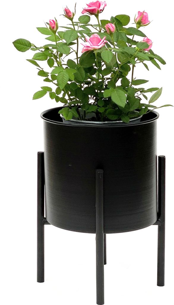 A potted pink rose plant sits on a black metal stand against a white background.