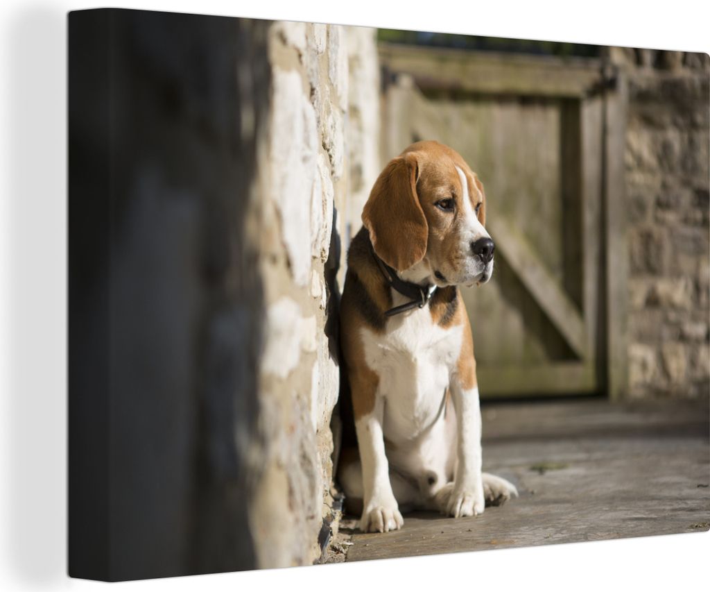 OneMillionCanvasses - Leinwandbilder - 140x90 cm, Beagle gegen eine Backsteinmauer, Wandbilder Kunstdruck Wanddekoration - Foto auf Leinwand - Ge...