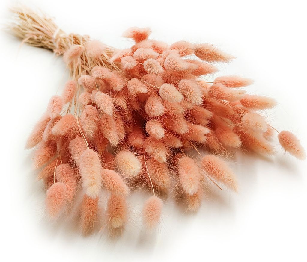 Getrocknete Hasenschwanzgras - (Lagurus) - Lachs