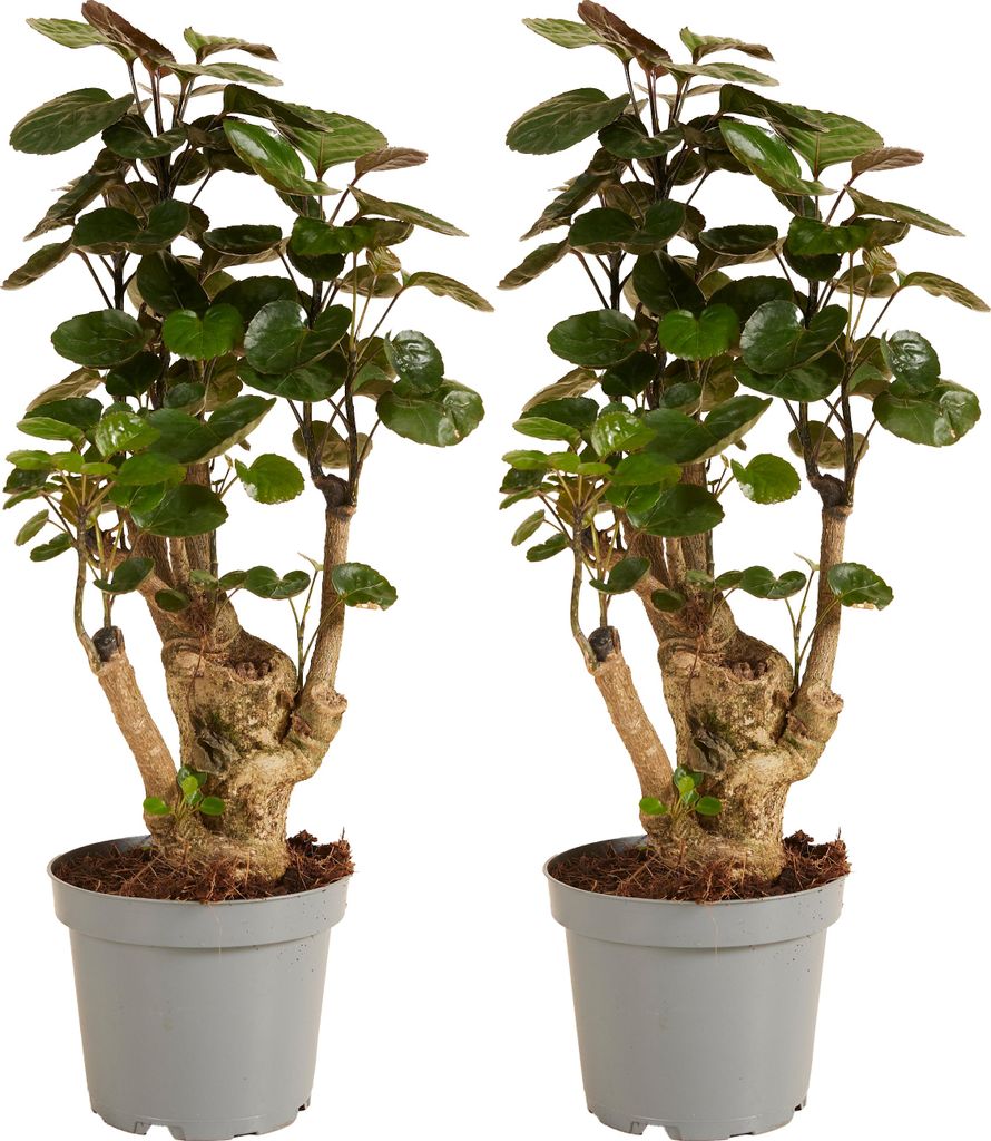 Bloomique - Zestaw 2 szt. - Polyscias Fabian - Aralia - Zdjęcie produktu 