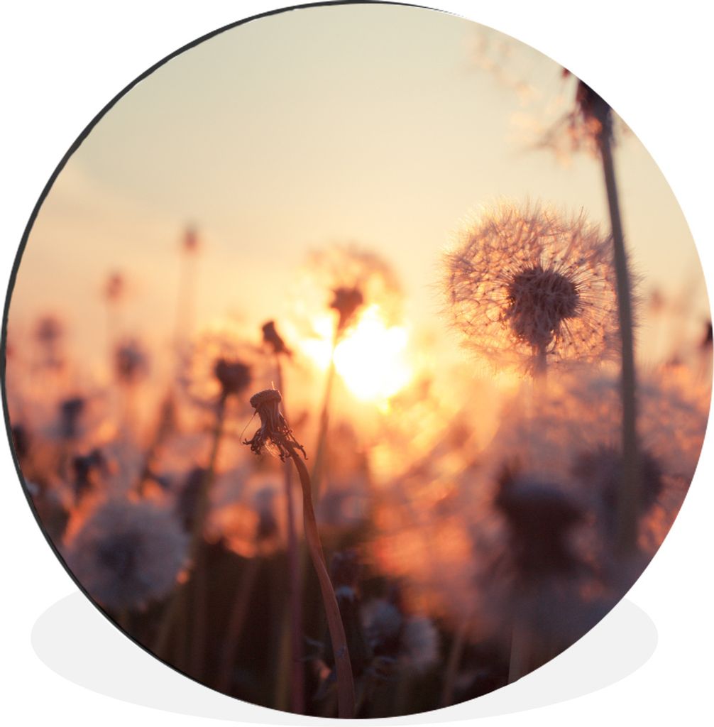 MuchoWow Aluminium Wandkreis Löwenzahn - Sonnenuntergang - Frühling Ø 60 cm Wanddeko Modern Wohnzimmer - Wand Kreis - Wandbild - Schlafzimmer ...