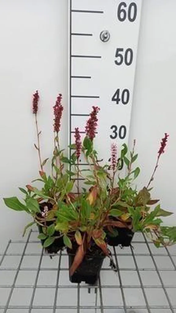 Persicaria affinis Donald Lowndes floraison longue - 6 plants en pot