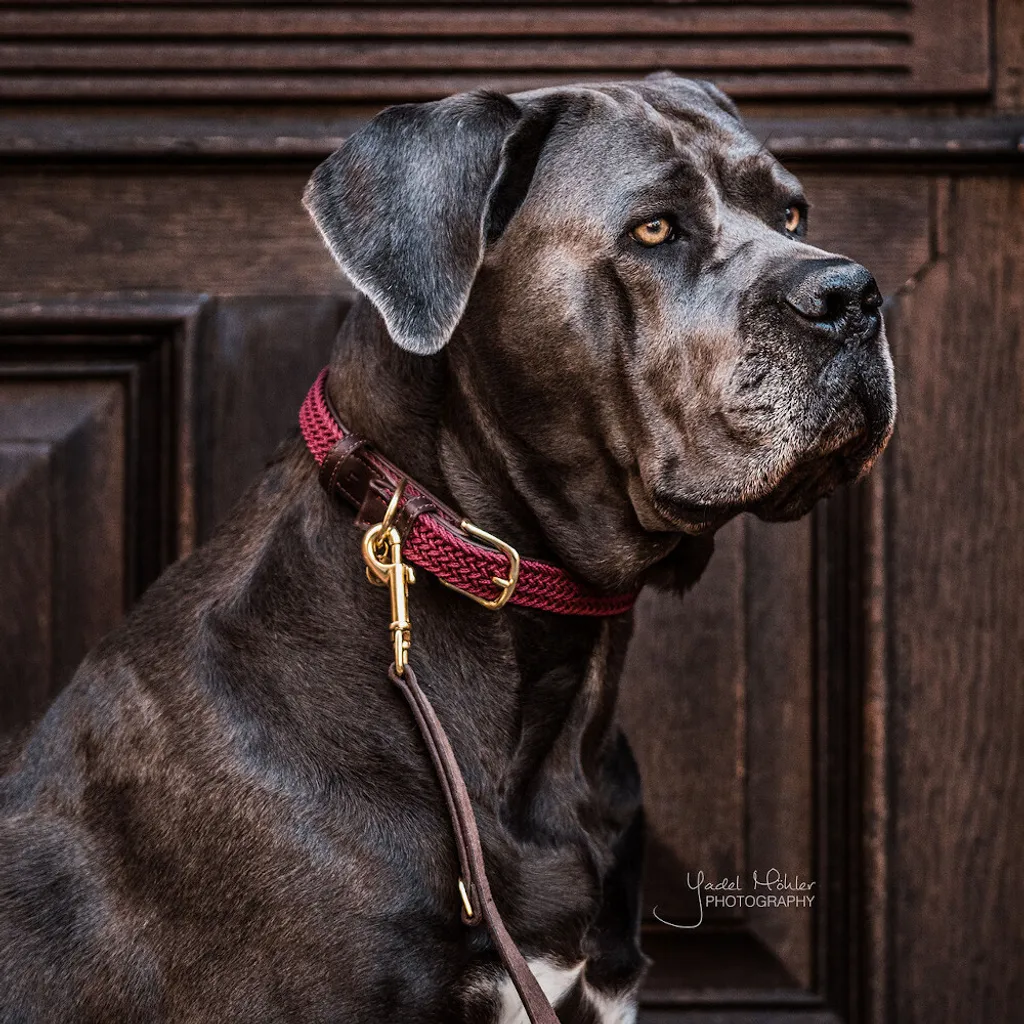 Acquista Collare Cani Kentucky Dogwear L Bordeaux Nylon Intrecciato