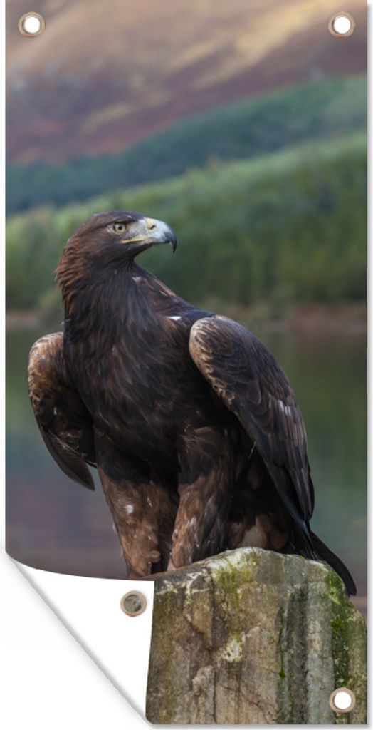 MuchoWow 40x80 cm Outdoor-Poster Gartendeko Sichtschutz Garten Poster für den Garten Vogel - Steinadler - Schottland