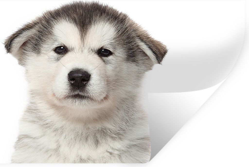 MuchoWow Wandtattoo Wandsticker Wandaufkleber Husky-Welpe auf weißem Hintergrund 40x20 cm Selbstklebend und Repositionierbar - Aufkleber