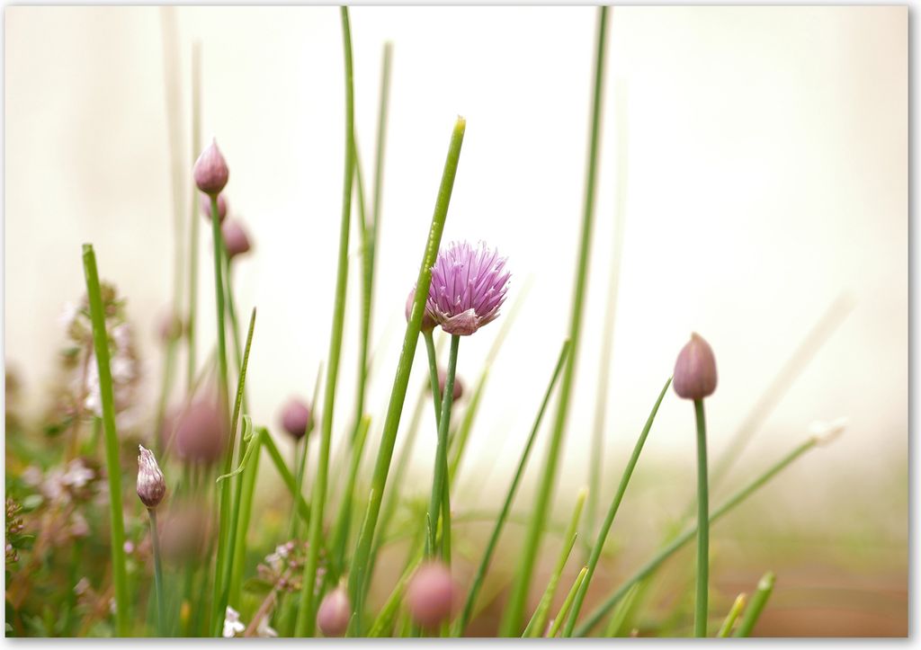 Tulup Glas-Bild - 100 x 70 - Wandbild aus Glas - Wandkunst - Wandbild hinter gehärtetem Sicherheitsglas - Blumen & Pflanzen - Schnittlauch - Grün