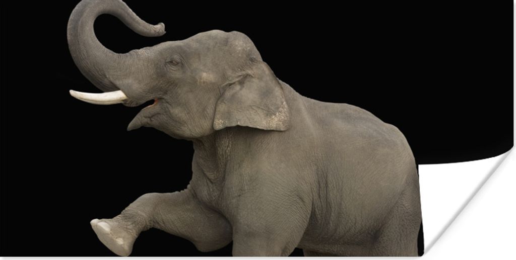 MuchoWow Poster Elefant mit erhobenem rechten Bein auf schwarzem Hintergrund 160x80 cm - Foto Poster