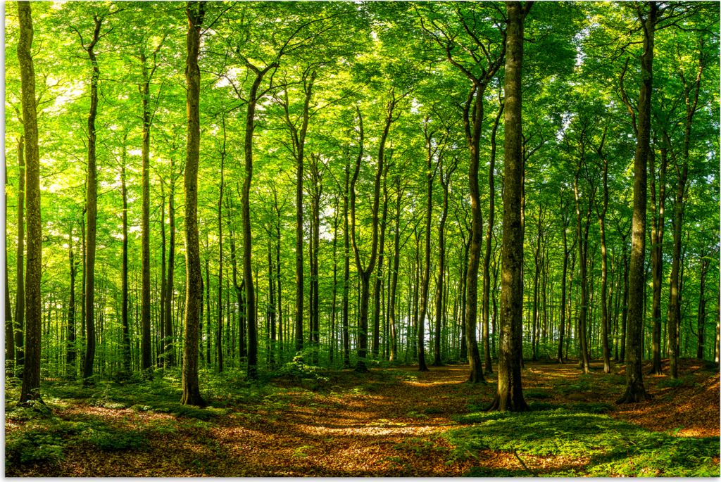 MuchoWow Poster Wald - Baum - Pflanzen 60x40 cm - Schlafzimmerdekoration
