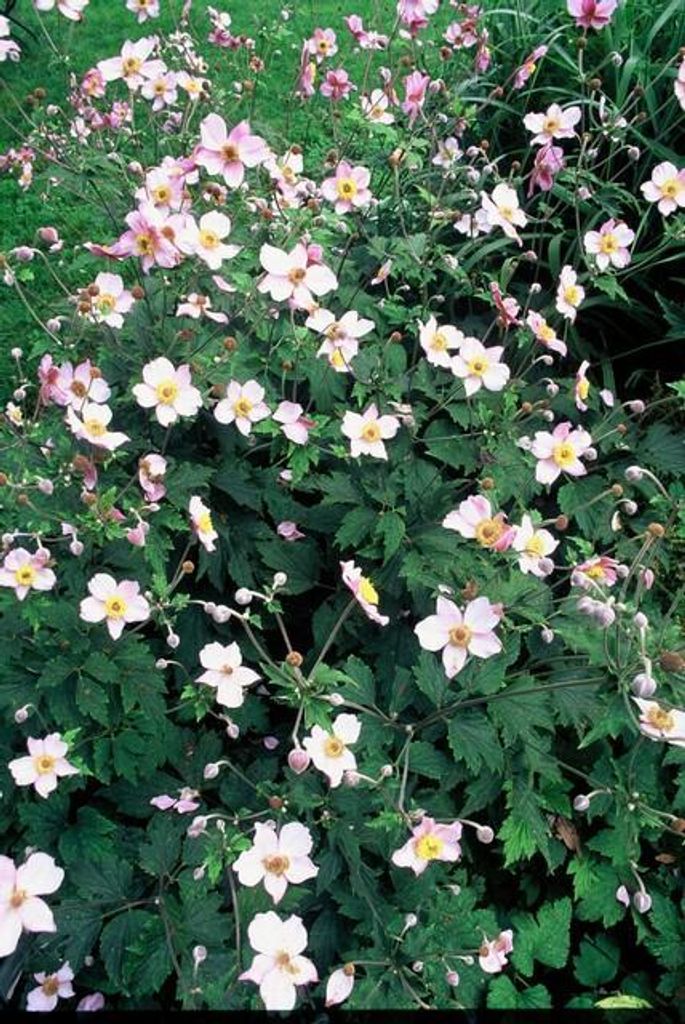 Filzige Herbst-Anemone Anemone tom. 'Robustissima' – 10-25cm – Ø9cm – 12 Pflanzen – Purpurblau – Sommer & Herbstblüher – Halbschat...