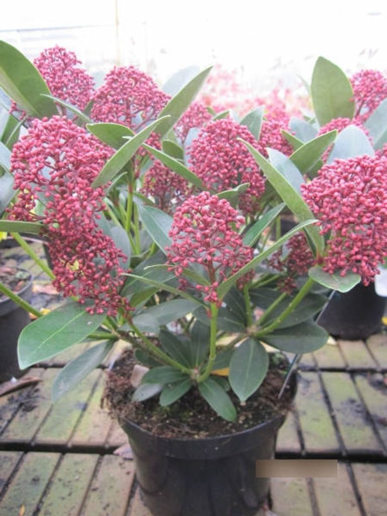 Skimmia japonica Red Dwarf - Japanische Blütenskimmie - 30-40cm