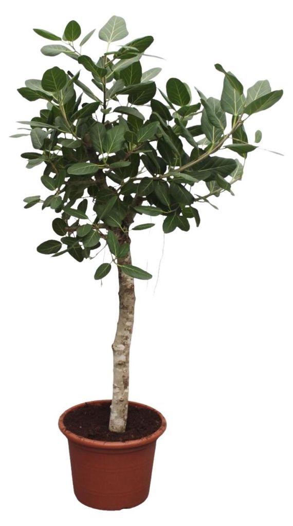 Ficus Benghalensis baum - 190-200cm - Ø50cm - Zimmerpflanze - Immergrün