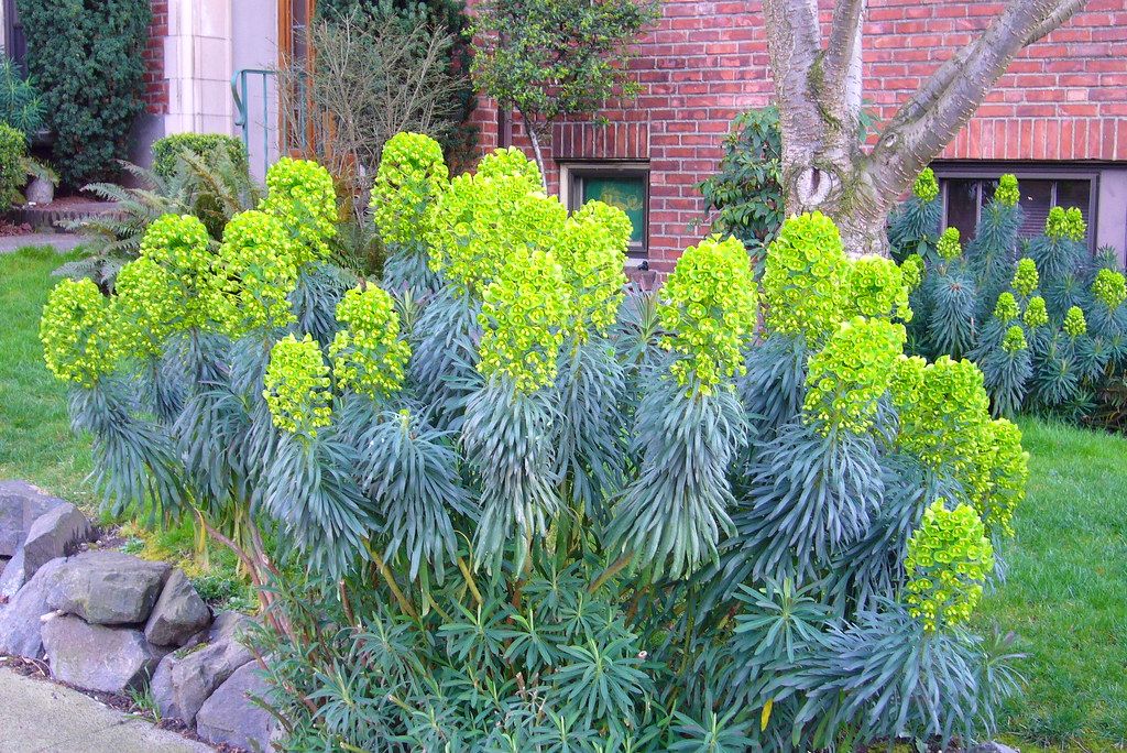 3 x Euphorbia characias ‚Blue Wonder‘ (winterhart/Staude) Produktbild 