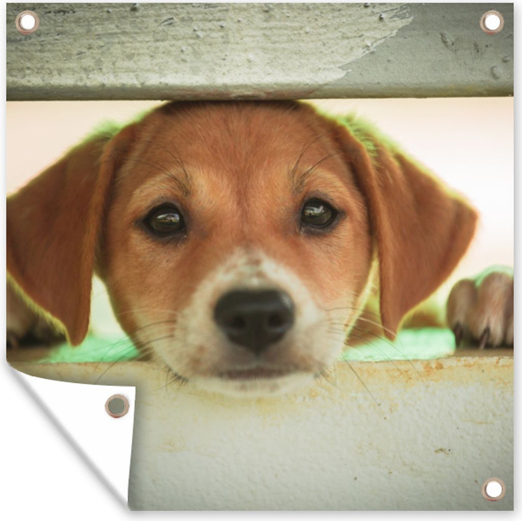 MuchoWow 100x100 cm Outdoor-Poster Gartendeko Sichtschutz Garten Poster für den Garten Ein Welpe schaut durch einen Zaun
