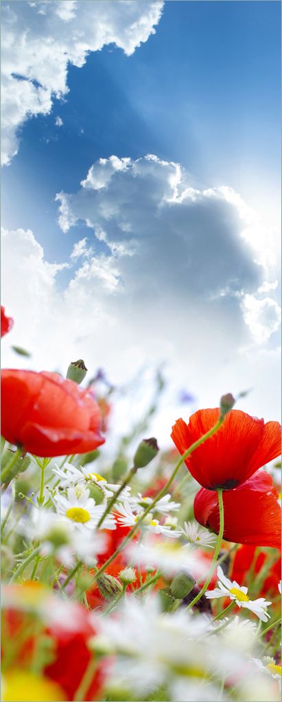 Wallario selbstklebendes Poster - Mohnblumen unter blauem Himmel, Größe: 50 x 125 cm