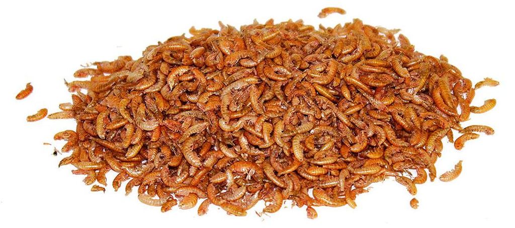 1kg Gammarus - Bachflohkrebse getrocknet | ca. 10 Liter | Produktbild 