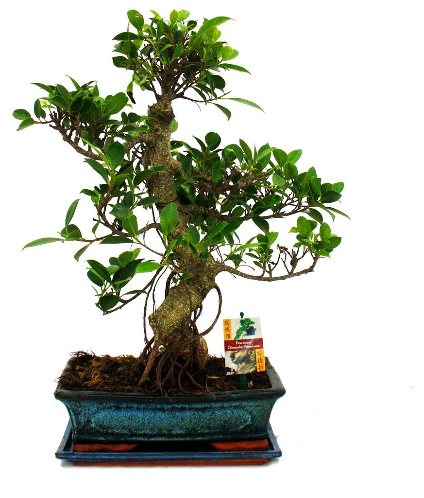Bonsai Chinesischer Feigenbaum - Ficus retusa - ca. 12-15 Jahre