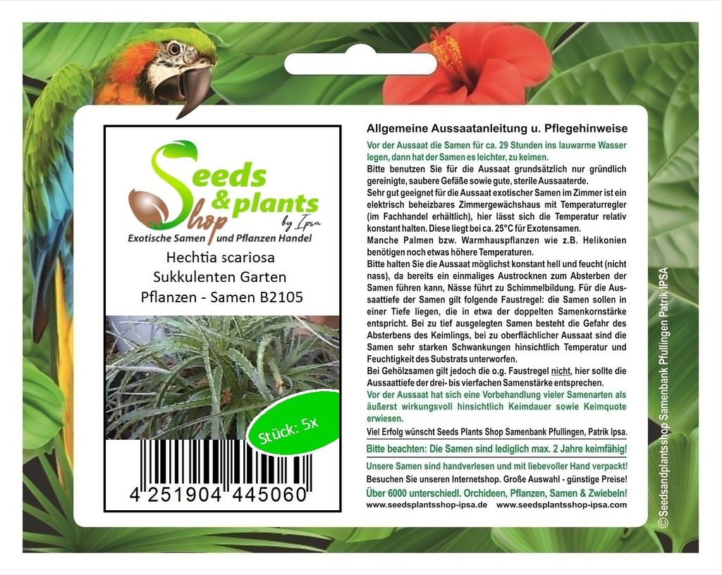 5x Hechtia scariosa Sukkulenten Garten Pflanzen - Samen B2105