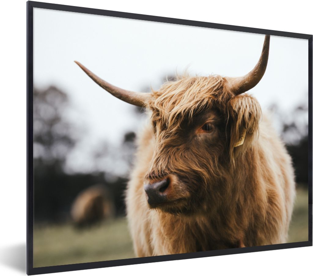 MuchoWow Gerahmtes Poster Schottischer Highlander - Tiere - Hörner 40x30 cm - Poster mit Schwarzem Bilderrahmen Wandposter Rahmen Foto Bilder - ...