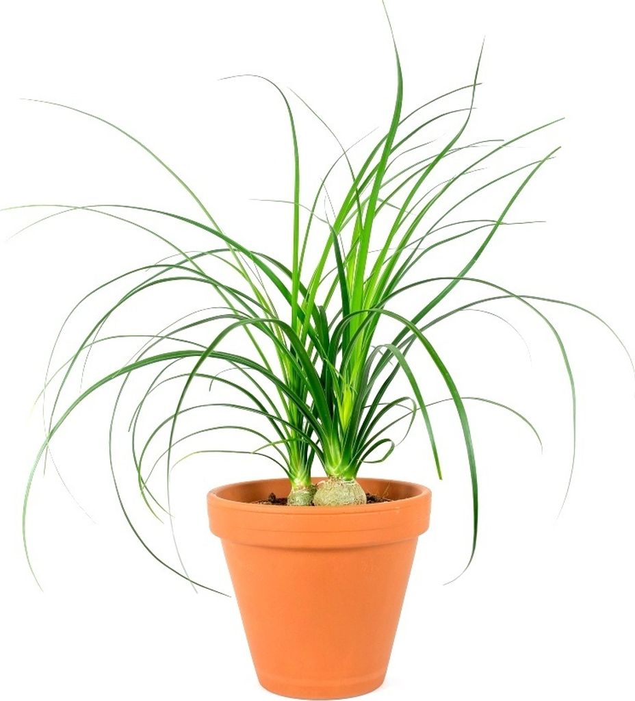 Gardners Nolina, priemer 6 cm Obrázok produktu 