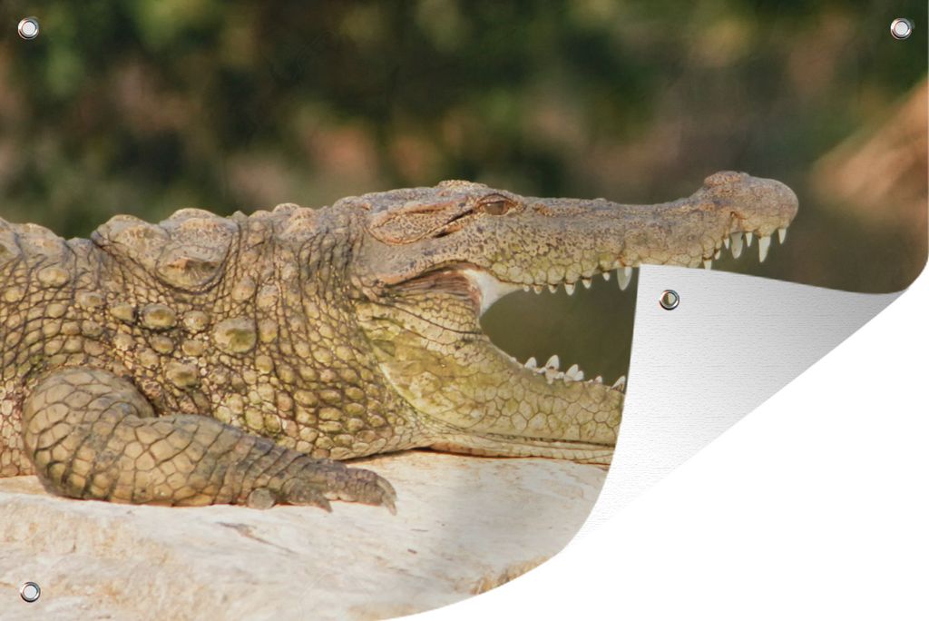 MuchoWow 60x40 cm Outdoor-Poster Gartendeko Sichtschutz Garten Poster für den Garten Krokodil - Zähne - Reptilien