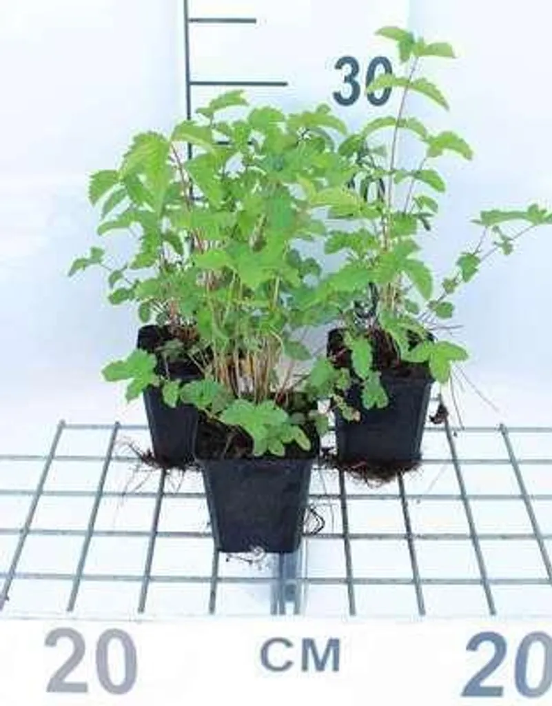 Plante vivace Reine des prés Filipendula ulmaria - Lot de 6 pots 9cm