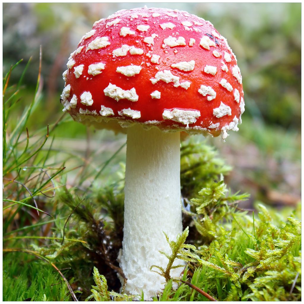 Wallario Sticker / Aufkleber für Kühlschrank / Geschirrspüler / Küchenschränke, selbstklebende Folie - 60 x 60 cm, Motiv: Fliegenpilz im Wald