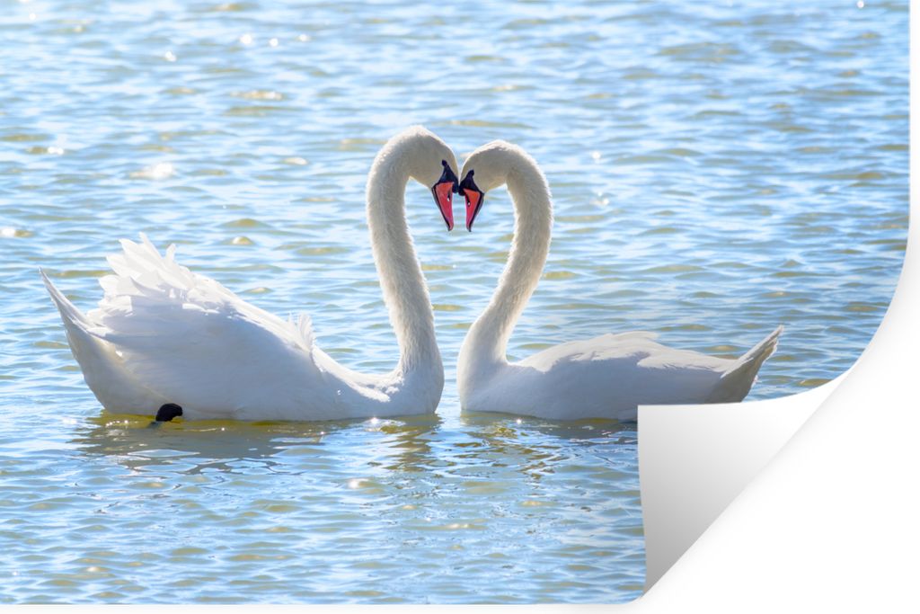 MuchoWow Wandtattoo Wandsticker Wandaufkleber Vögel - Schwan - Wasser - Liebe - Sonne 120x80 cm Selbstklebend und Repositionierbar - Selbstklebe...