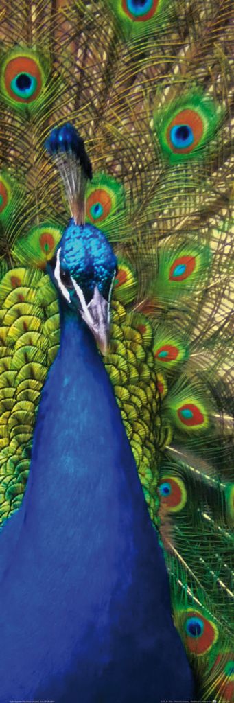 Pfauen Kunstdruck Bild - Ein Fächer Voller Farben (91 x 30 cm)