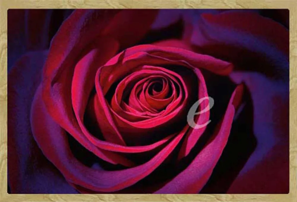 Poster Rose Violette et Cadre Shinsuke en MDF Hêtre avec Vitre Acrylique