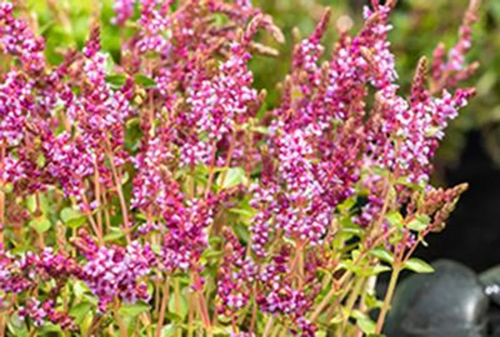Rotala indica Indische Rotala en Pot 9x9 cm - Pack de 6 Tiges Robustes