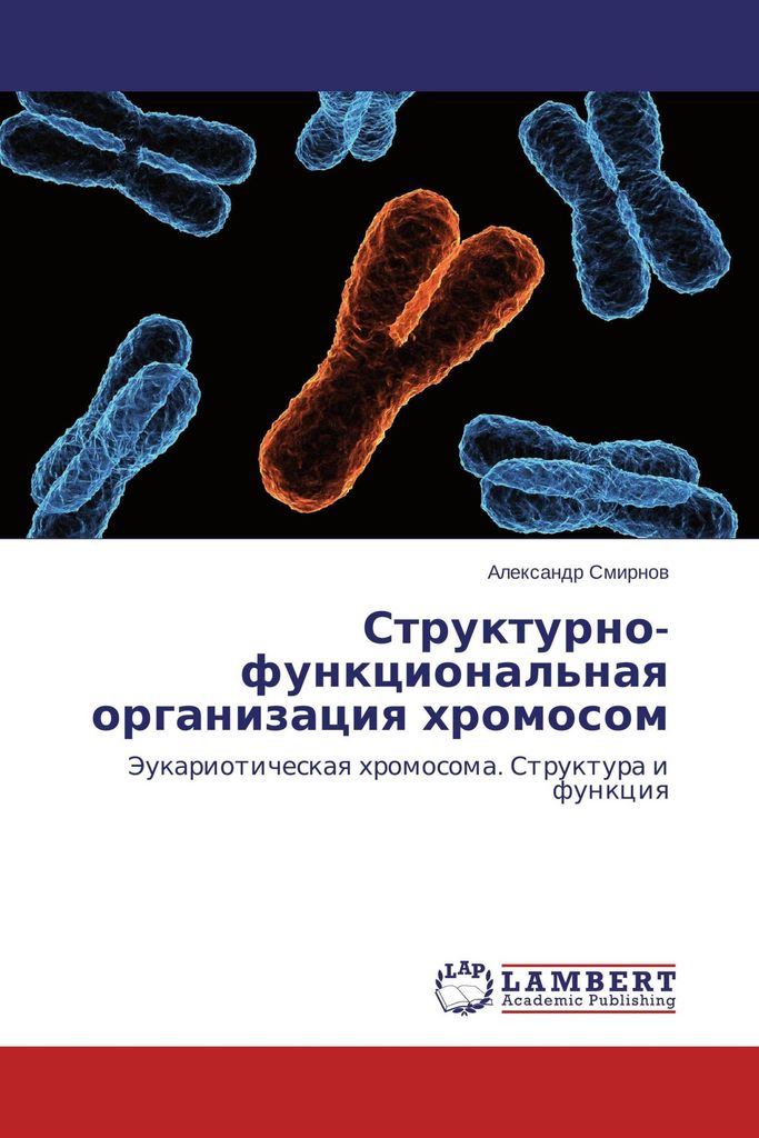 Strukturell-funktionelle Organisation der Chromosomen