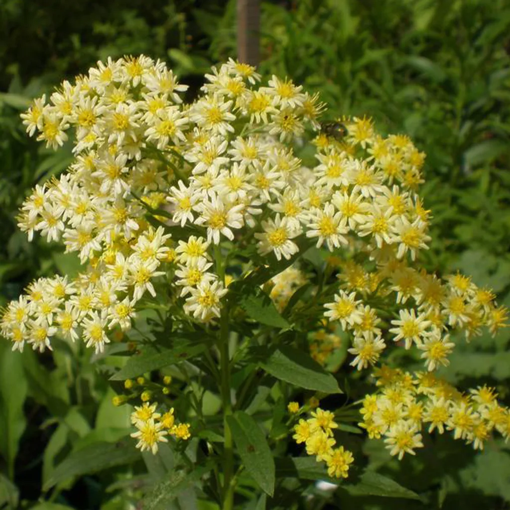6 x Solidago lutea - Solidaster luteus 'Lemore' | Vaso 9 cm x 9 cm