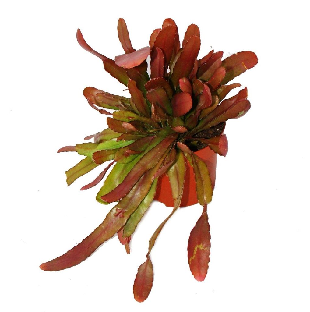 Peitschenkaktus - Rhipsalis heteroclada "Red Coral" - 12cm Produktbild 