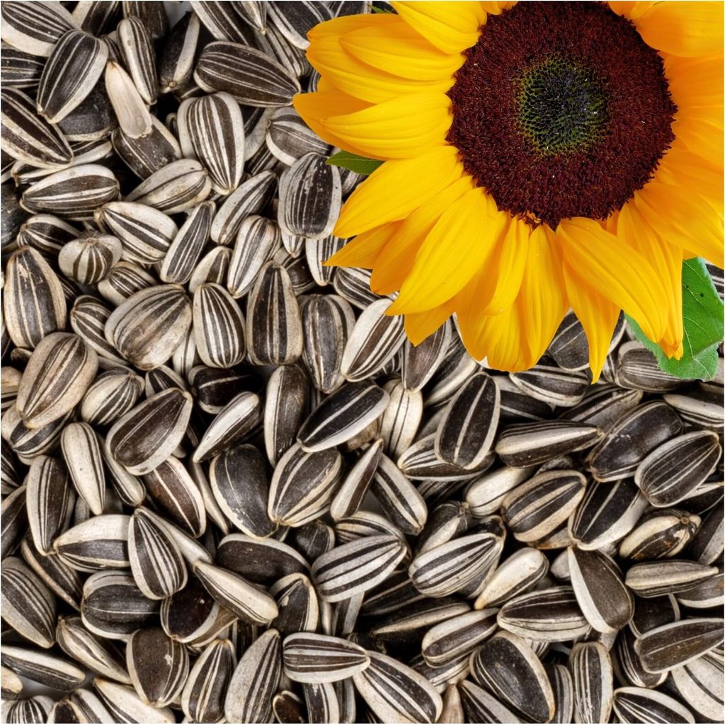 25 kg Lyra Pet® Sonnenblumenkerne gestreift Produktbild 8