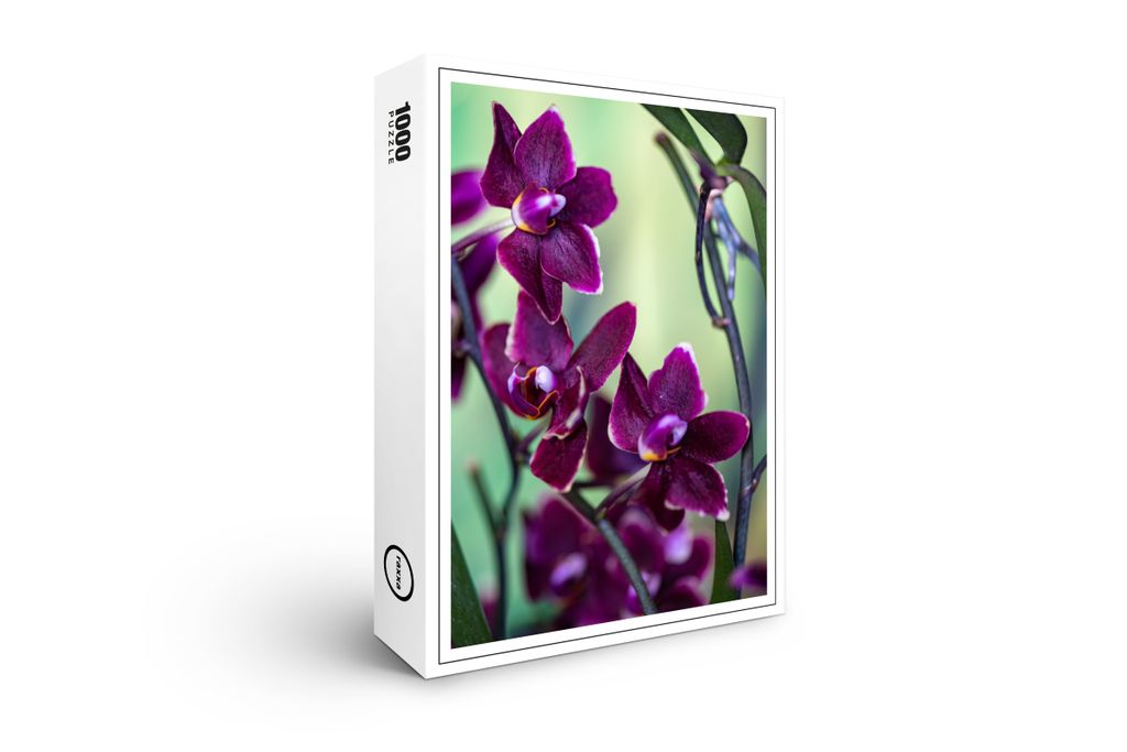 raxxa Premium-Puzzle "Phalaenopsis-chiada-stacy-black-chayi", 1000 Teile
