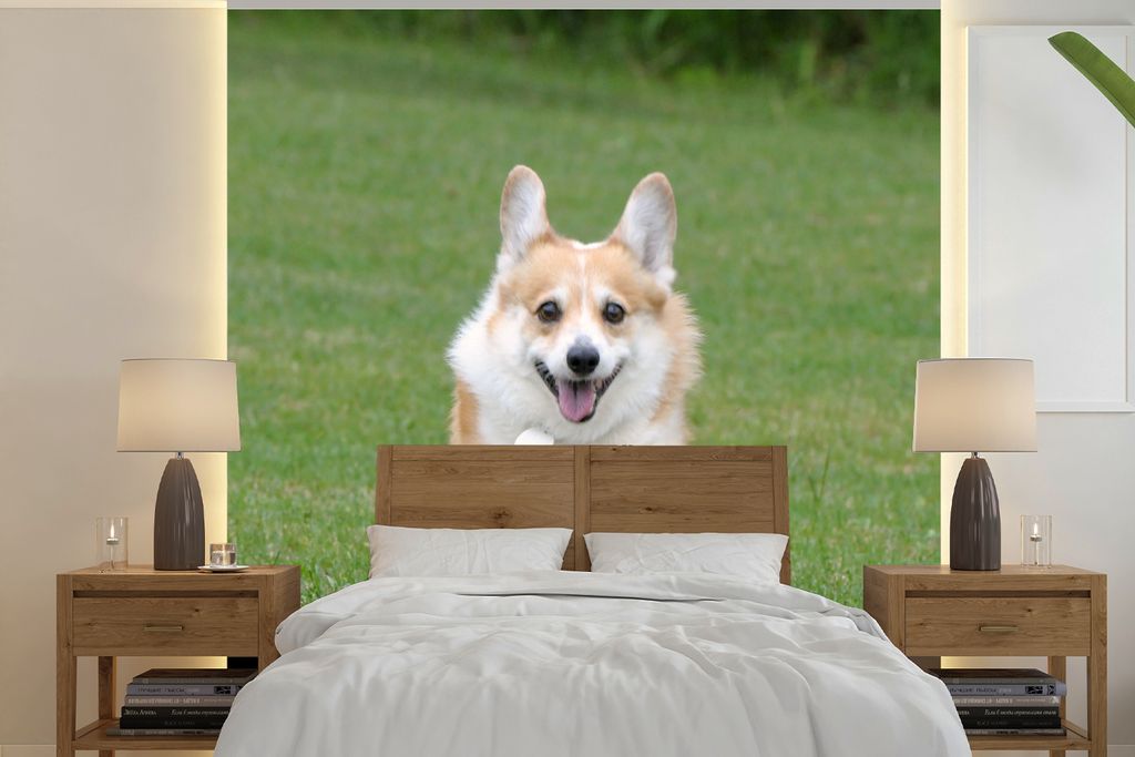 MuchoWow Fototapete für Wohnzimmer oder Schlafzimmer Wandtapete Vinyl Motivtapete Laufender Corgi - 220x220 cm - Tapeten
