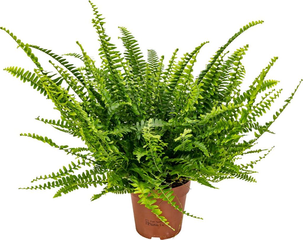 Bloomique - Nephrolepis Exaltata Vitale - Schwertfarn - Zimmerpflanzen - Luftreinigend - Höhe 20-30 cm - Topf 12 cm