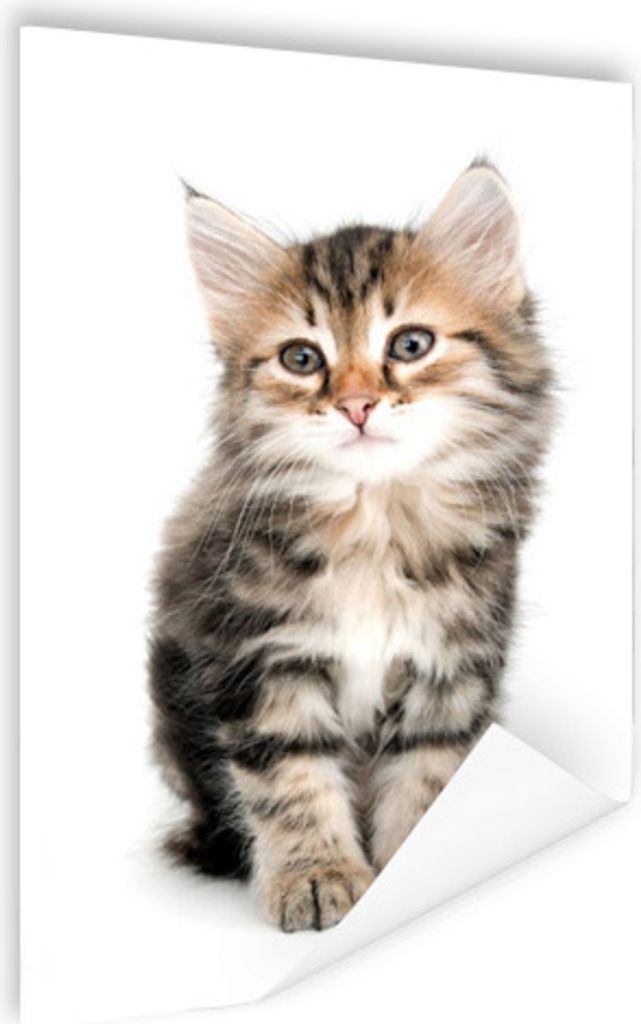 MuchoWow Poster Kätzchen - Weiß - Nase - Mädchen - Kinder - Jungen - Kinder 120x180 cm - Kunstposter