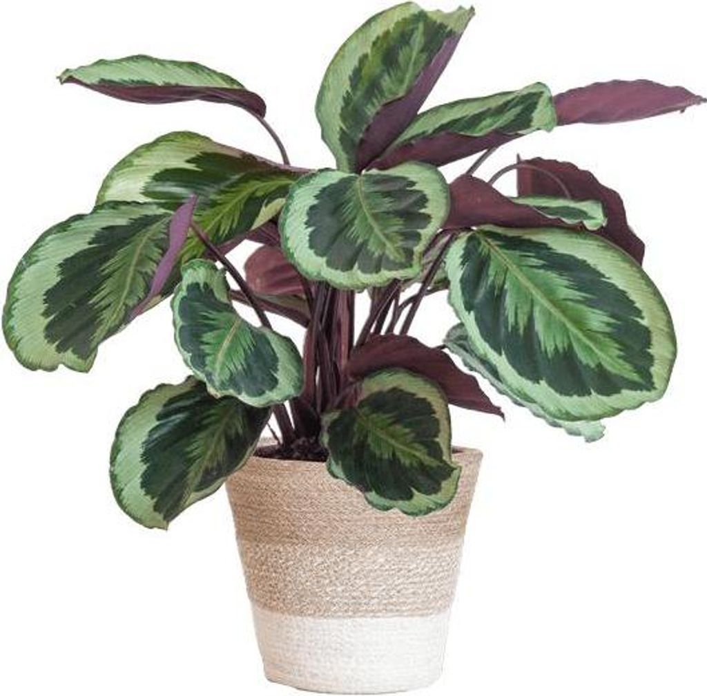 Calathea Medaillon – Korbmarante Ø19cm – ca. 65cm hoch – Zimmerpflanze mit dekorativen Blättern – inkl. Pflanzkorb Lissabon Weiß aus nac...