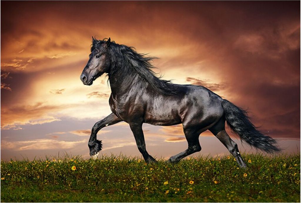 TPFLiving Kunstdruck LW-707 (OHNE RAHMEN) Poster - Leinwand - Wandbild - Hochauflösender Giclée-Druck, langlebig und hochwertig - Schwarzes Wildp...